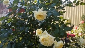 #роза Эльф?и клематис Тайга?