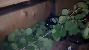 ВИТАМИНЫ ДЛЯ КРОЛИКА ( ЧЕМ КОРМИТЬ КРОЛИКА В ЛЕТНИЙ СЕЗОН ) КРОЛИКИ ПОПАЛИ В ЛЕС.