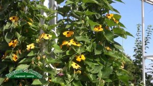 Тунбергия для вертикального озеленения