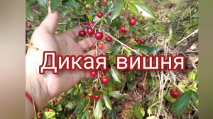 Как растёт дикая вишня в Челябинской области. Собираем вёдрами..mp4