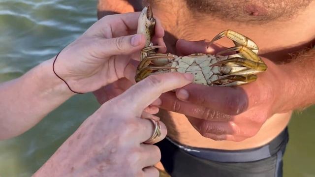 КРАБЫ ЧАСТЬ 2!! И МНОГО ОГРОМНЫХ МЕДУЗ. смотреть онлайн