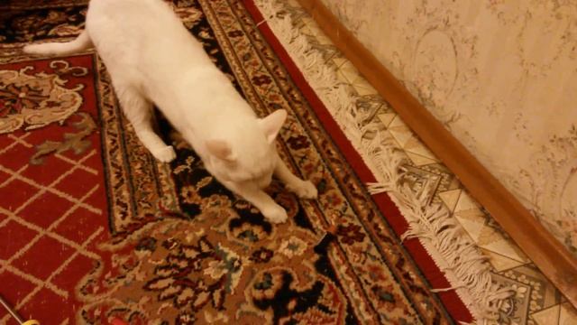 Кот Тёмка помогает делать велотренажер смотреть онлайн