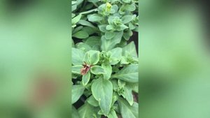 Вредители или болезнь на петунии?!