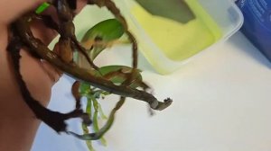 Отсаживаю "детку" орхидеи