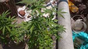 Auto Northern Lights fem 39 дней от семки Errors Seeds