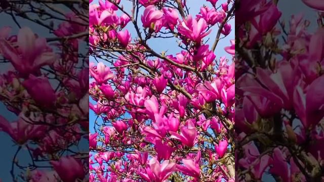 Magnolia Tree in Bloom/Spring 2022