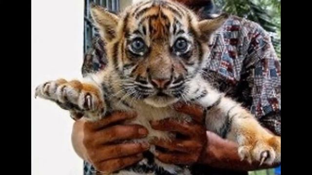 Тигрята. Львята. Барсята смотреть онлайн