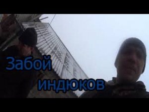 Забой  индюков