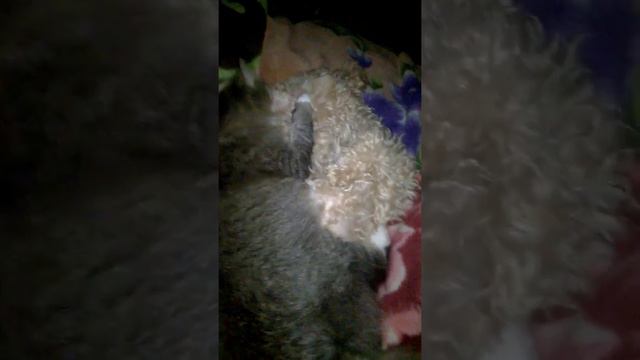 Поцелуйчики кота той пудель, наша Бэлла смотреть онлайн