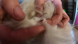 Как вынуть клеща у животного