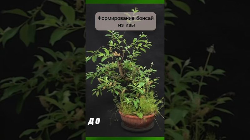 Формирование бонсай из ивы. #бонсай #bonsai #ниваки #сад #андрейдарусенков #ива