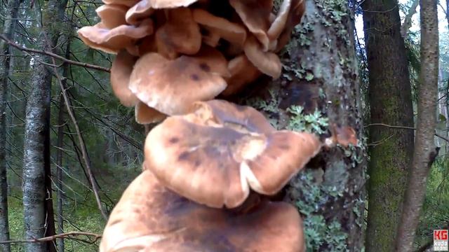 В Сертолово за грибами (Всеволожский район, Ленинградская область) смотреть онлайн