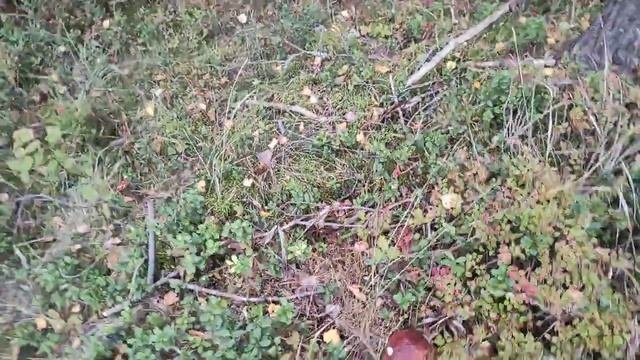 Боровики во Владимирской области!