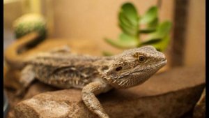 ТОП 5 рептилий для начинающих.