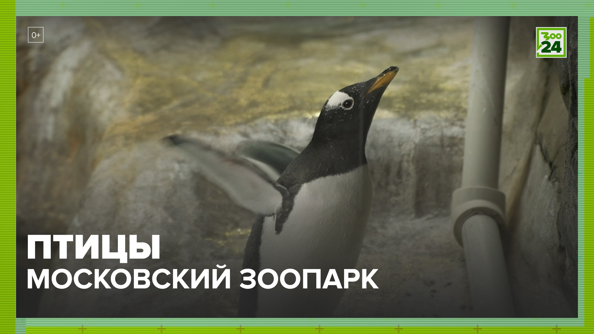 Птицы | Московский зоопарк | ЗОО 24