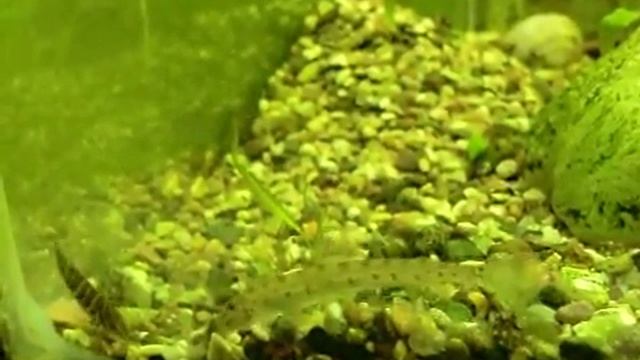 конеголовый вьюн.AVI смотреть онлайн