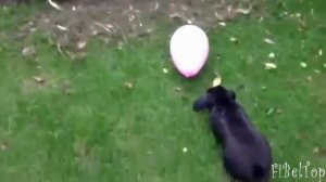 Смешные моменты с кроликами!