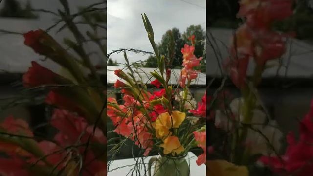#Shorts Волшебные гладиолусы на даче!!! смотреть онлайн