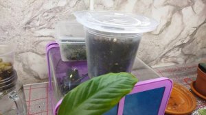 Как важно вовремя пересадить сеянцы Часть 3#глоксинии  #глоксинияразмножение #глоксинииизсемян