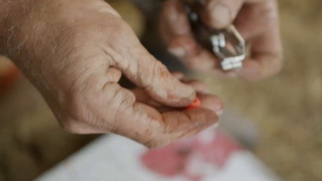 Зоотехник-селекционер Сервисной компании о кастрации баранов. Фермер Сервис.