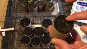 Посев ЛОБЕЛИИ и дальнейший уход.ПОДРОБНО