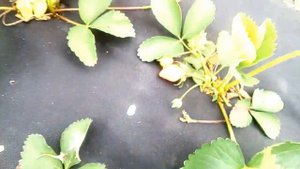 Клубника. Как вырастить раннюю клубнику.