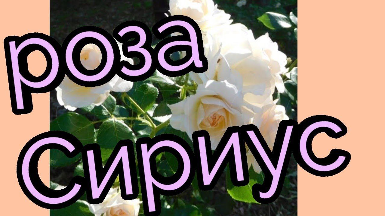 Роза флорибунда Сириус.