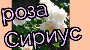 Роза флорибунда Сириус.