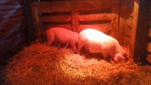 За сколько я купил поросят породы ЛАНДРАС? "Мое Подворье"