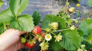 Земляника Шарлотта, вкуснющая как мед!!!