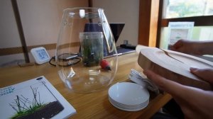 Setting Up A Simple Terrarium - DOOA Glass Pot Shizuku