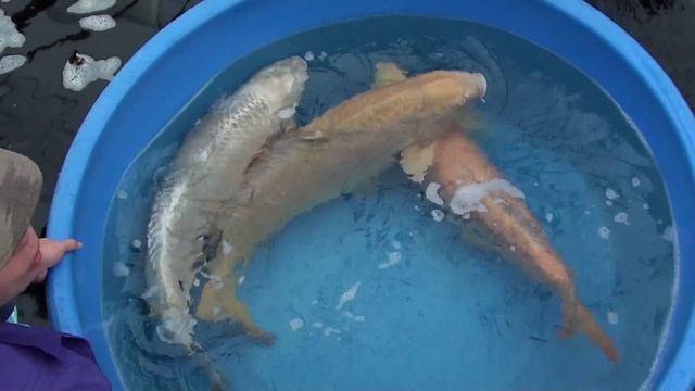 jumbo 85 97 cm смотреть онлайн