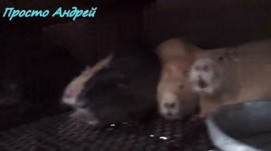 НУТРИЯ СОРТИРОВКА НА ПЛЕМЯ