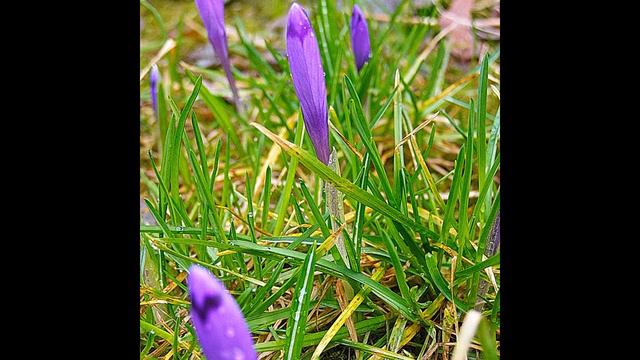 Цветущий март. Львов 2019 г. Часть 1. Фото шоу в HD качестве. смотреть онлайн