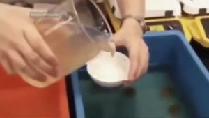 Искусственные яйца