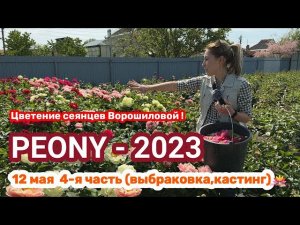 Сеянцы пионов Ворошиловой. Цветение 2023 года! Часть 5 / Сад Ворошиловой