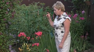 КАК ПРАВИЛЬНО УХАЖИВАТЬ ЗА ФЛОКСАМИ И КАК ДОБИТЬСЯ  ОТ НИХ НЕПРЕРЫВНОГО ЦВЕТЕНИЯ!