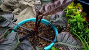 philodendron - black cardinal