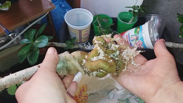 АДЕНИУМЫ. МОИ ОШИБКИ . КОРНИ В ПЕРЛИТЕ часть вторая смотреть онлайн