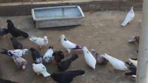 #Pigeons.Рыбий жир и чик тоник для голубей.