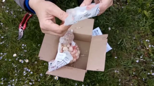 Отзыв Агромаркет (відгук). Чеснок посадочный "Яровой", Луко-чеснок: "Рокамболь", "Царская Корона" смотреть онлайн