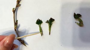 «Строение почки растения»