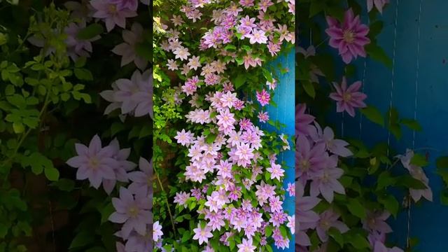 花量爆炸！二类铁线莲鲁佩尔博士第三年爆发了?Clematis Dr.Ruppel in full bloom