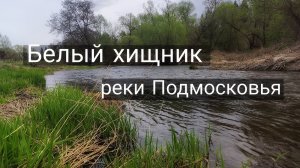 реки Подмосковья / ловля голавля на воблеры