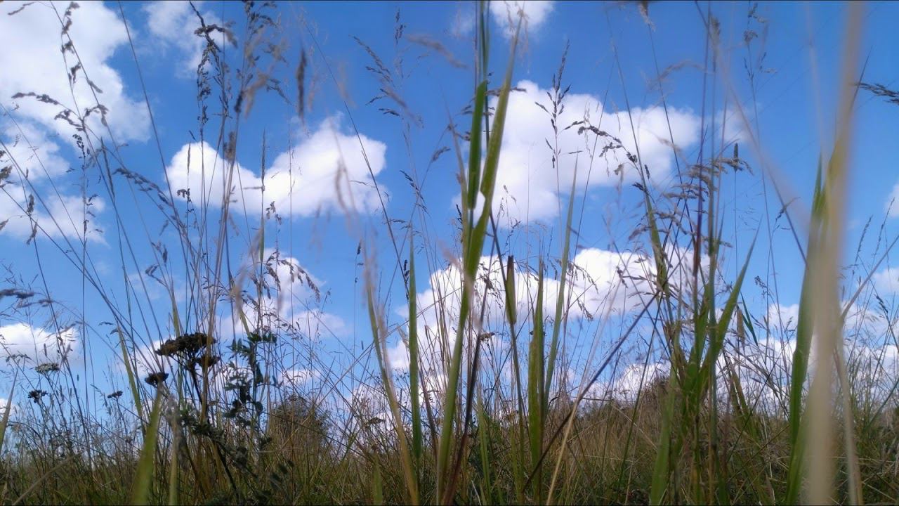 С.Маршак "Сказка о глупом мышонке", "Сказка об умном мышонке". Читает А.Ключук