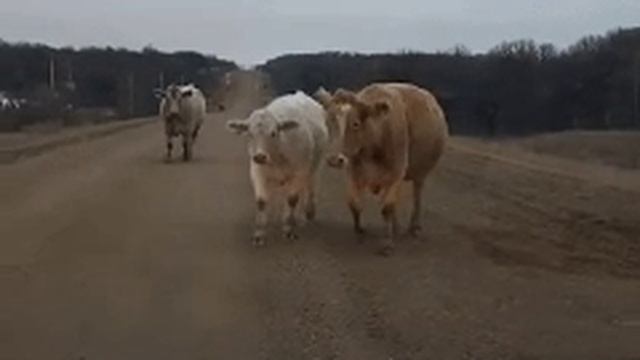 Городской кот впервые в деревне