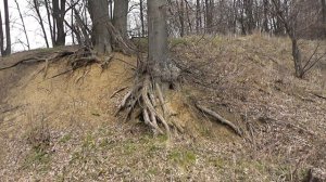 Русский чернозём.