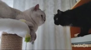 Котик Каспер 🐱 в гостях у Муси и Шлепы 🐱🐈🐈,18.08.2024