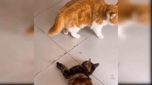 Приколы с котиками. Котики #20