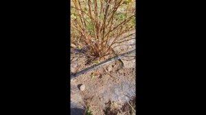 Жимолость без химии! Уход, подкормка.